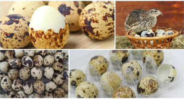 Je v křepelčích vejcích salmonela a jak zkontrolovat kontaminaci produktu